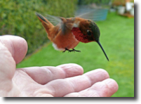 hummingbird_update1.png